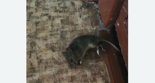 Дезинфекция от мышей в Белогорске